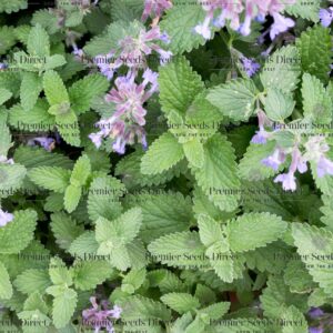 Herb Catnip organic