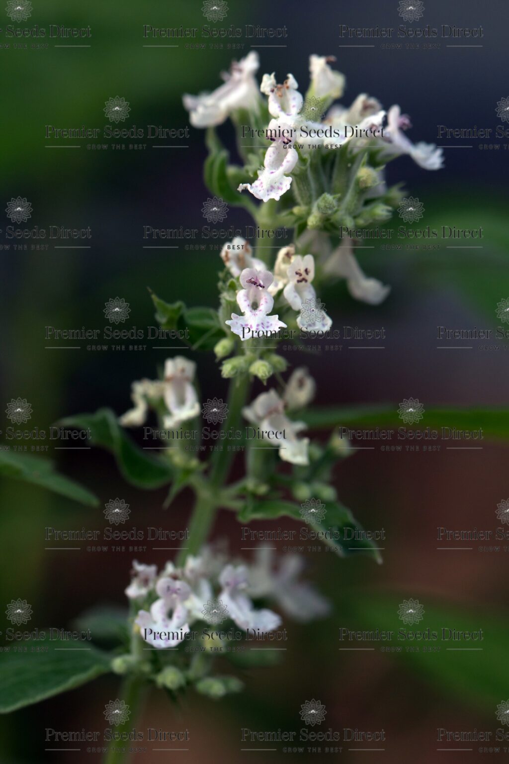 thumbnail image 2 of Catnip Seeds & More – Heirloom Varieties | Seed Therapy 2 of 10