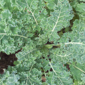 Organic Kale Borecole Siberian