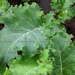 Kale - Siberian organic
