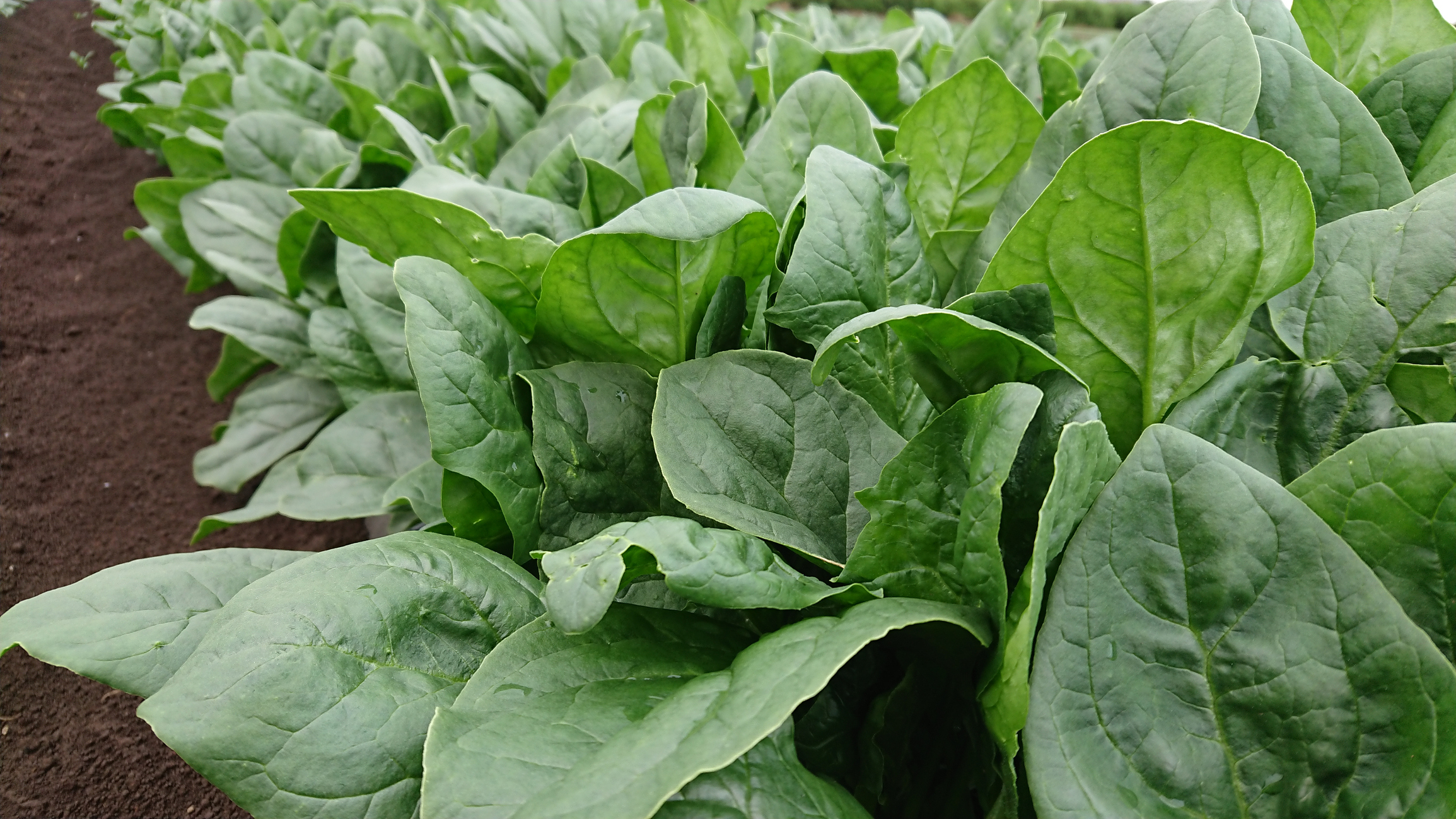 Spinach - Giant Winter Organic - Premier Seeds Direct