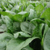 Spinach - Giant Winter Organic