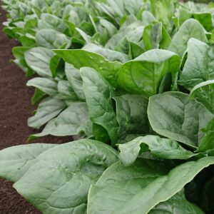 Organic Spinach 'Giant Winter'