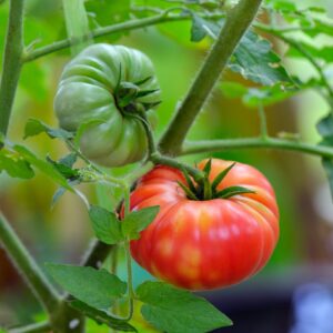 Ripening Marmande Super Precoce tomatoes on the vine with bright red flesh and green leaves