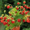 Alpine Strawberry - Baron Von Solemacher