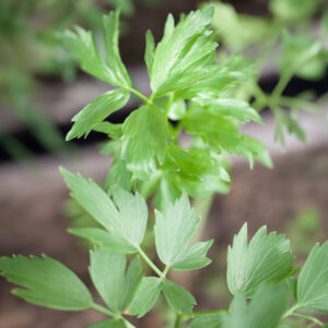 Herb Lovage (Levisticum Officinale)