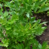 Herb Lovage Levisticum Officinale - Image 2