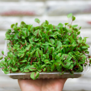 Herb Sorrel Red Veined