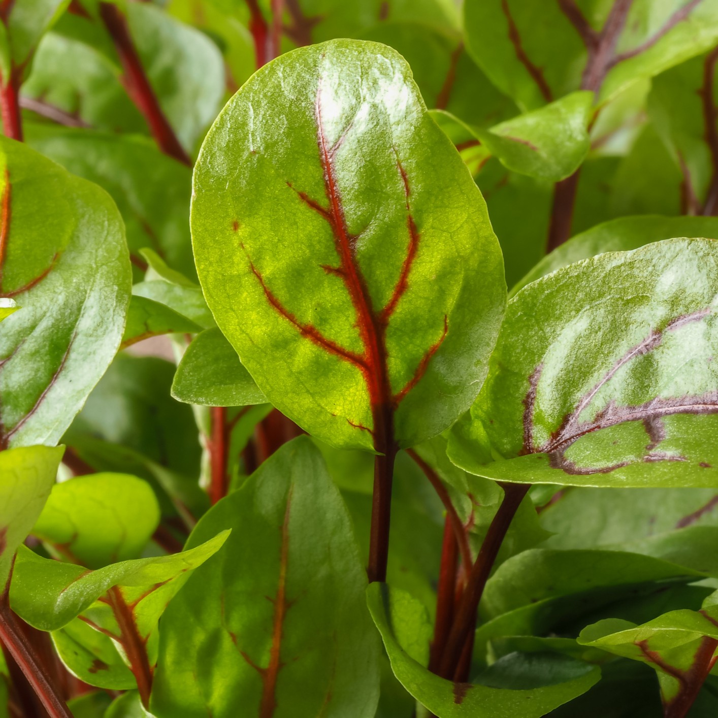 Herb - Sorrel Red Veined - Image 2