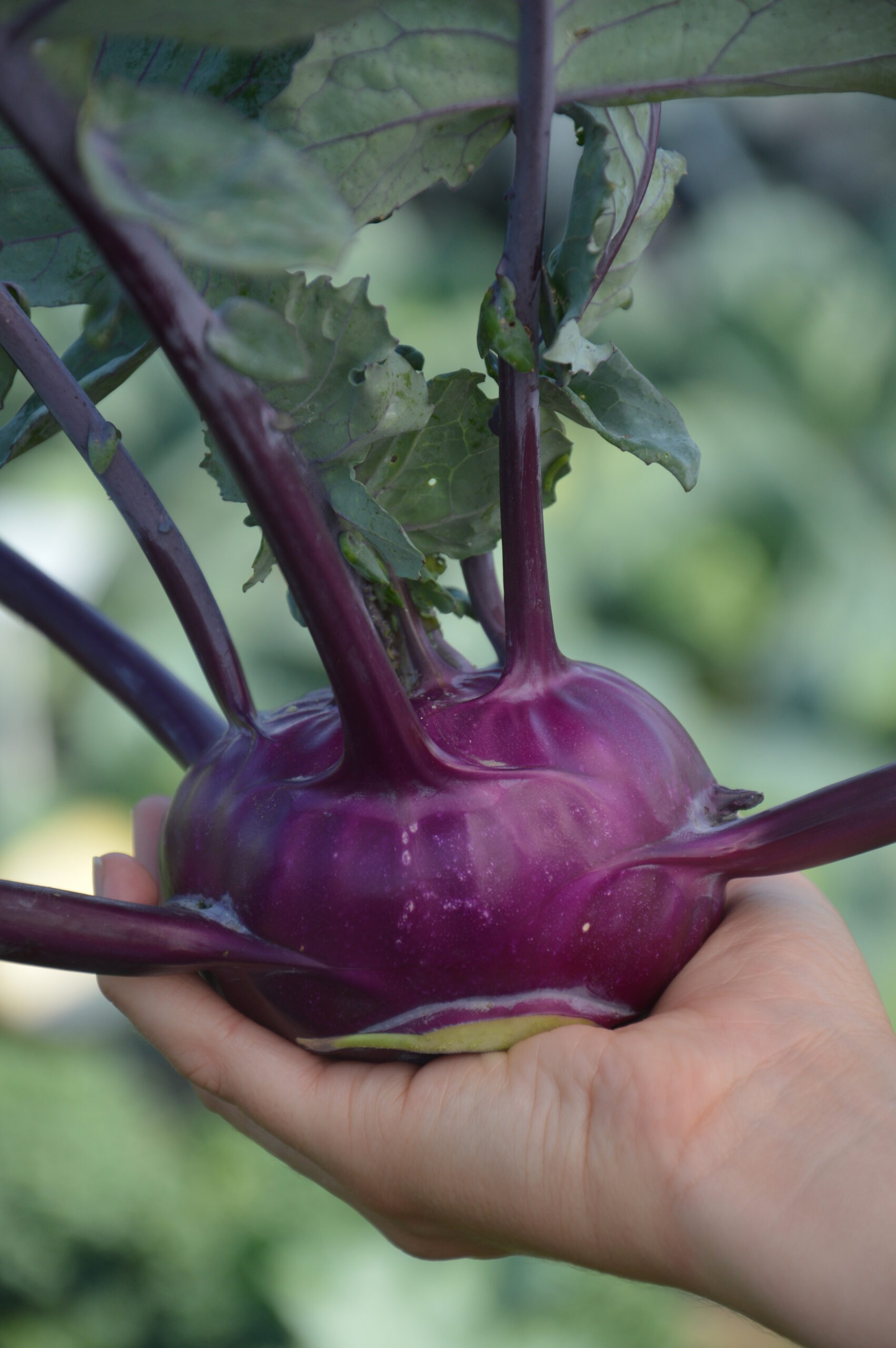 Kohlrabi - Delicacy Purple - Image 3