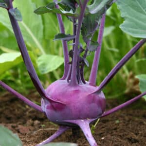 A Purple Delicacy Kohlrabi growing in the ground with bright green leaves