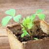 Herb Lovage Levisticum Officinale