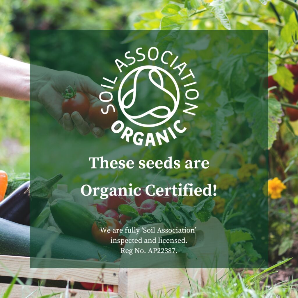 Organic Herb Rocket Salad Cultivated Premier Seeds Direct