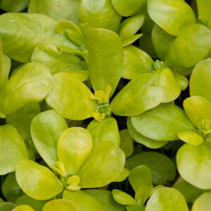 A close up image of Golden Purslane leaves
