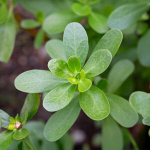 A close up image of Green Purslane leaves