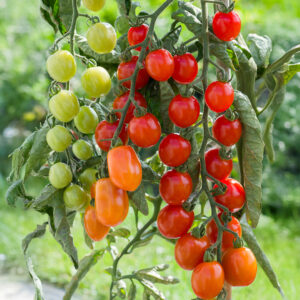Tomato Cherry Baby F1