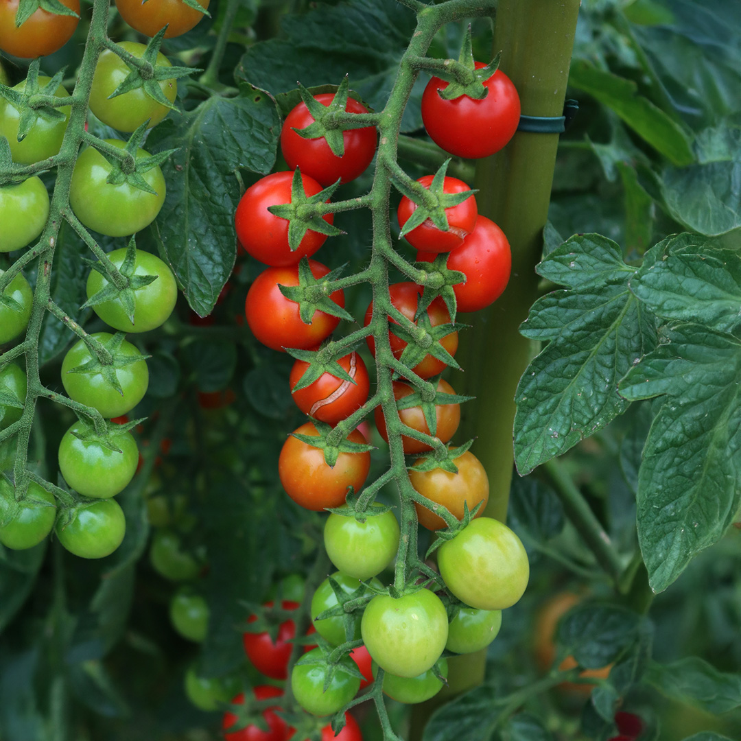 Tomato Cherry Baby F1 - Image 2