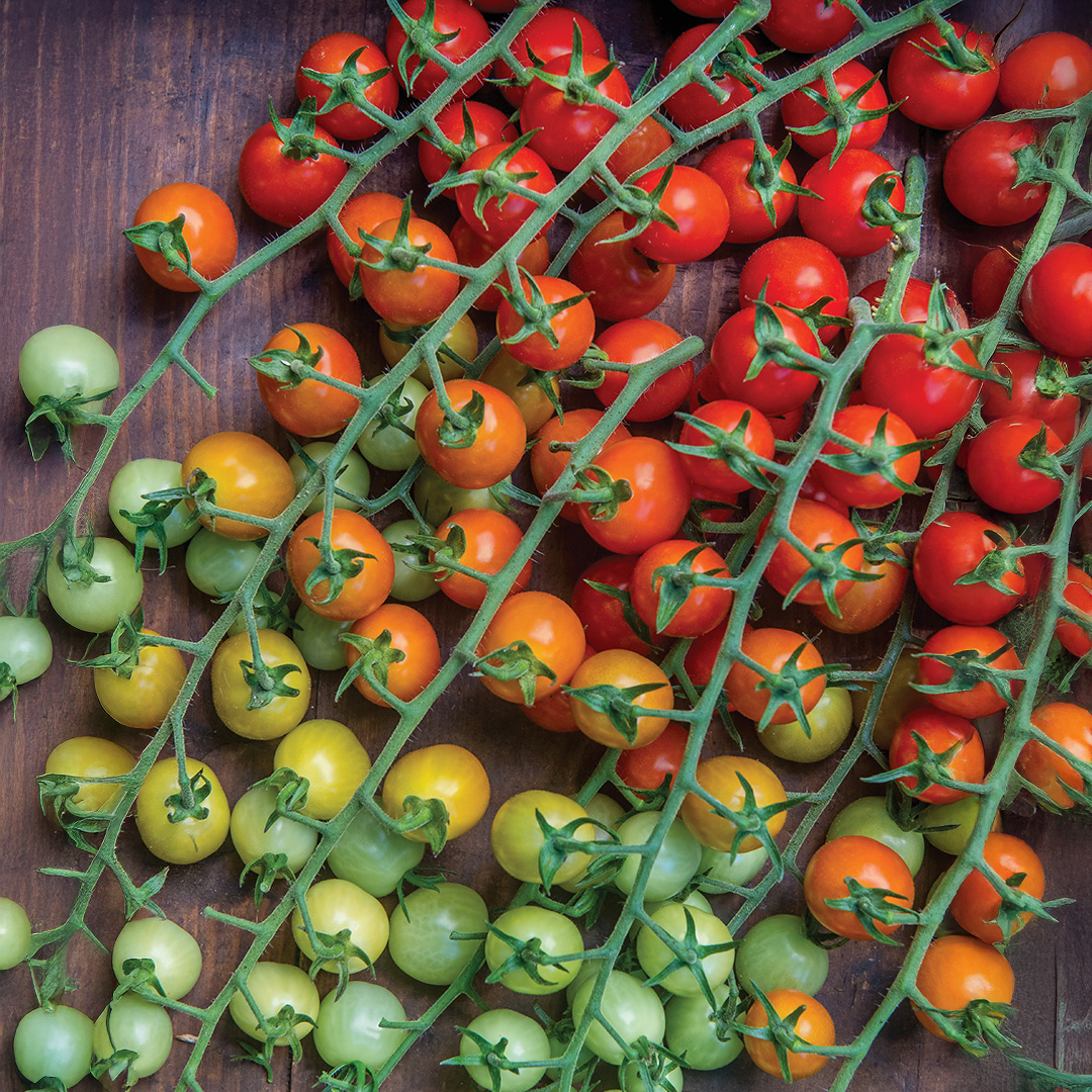 Tomato Cherry Baby F1 - Image 3