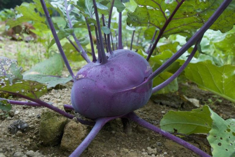 Kohlrabi Delicacy Purple Premier Seeds Direct