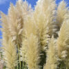 Cortaderia - Pampass Grass White Feather - Image 2