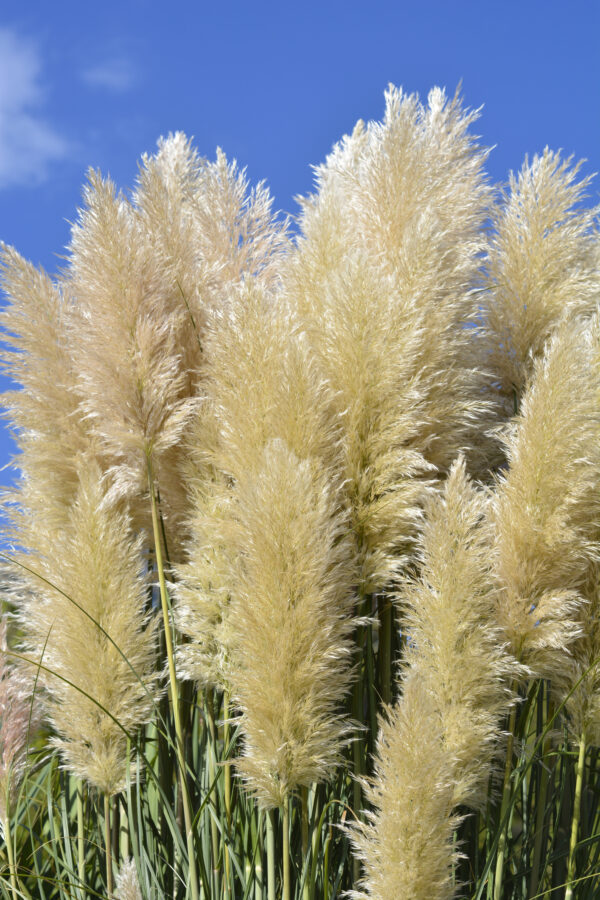 Cortaderia - Pampass Grass White Feather - Image 2