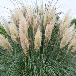 Cortaderia - Pampass Grass White Feather