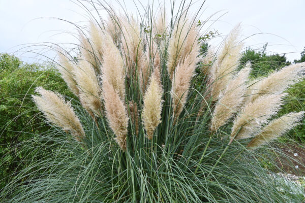 Cortaderia - Pampass Grass White Feather
