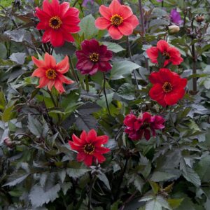 Dahlia Seeds