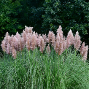 Cortaderia - Pampass Grass - Pink Feather