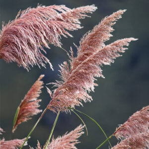 Pink Cortaderia Pampass Grass fronds with blurred background