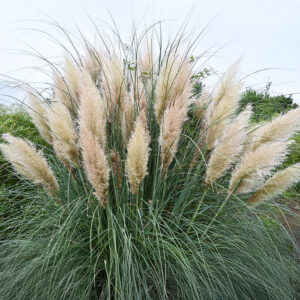 Cortaderia - Pampass Grass White Feather