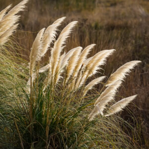 Cortaderia White Feather Pampass Grass in golden sunlight