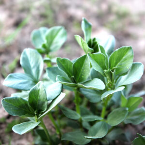 Field Bean being grown as Green Manure in a field