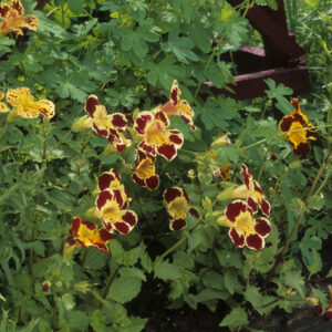 Mimulus Seeds