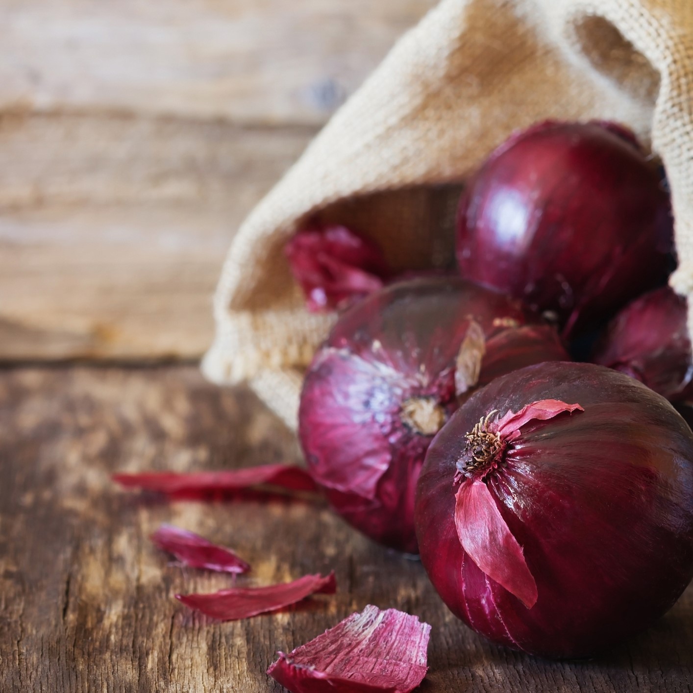 Onion Red Creole - Image 2