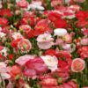 Papaver Rhoeas - Poppy Falling in Love