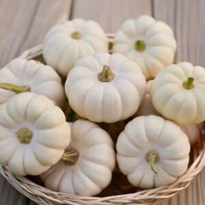 White Baby Boo pumpkins freshly harvested in a wicker basket on a wooden surface