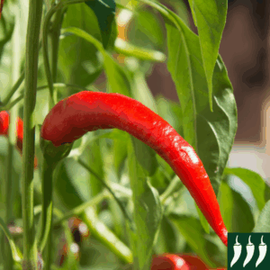Pepper Hot- Rawit