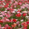 Papaver Rhoeas - Poppy Falling in Love - Image 2