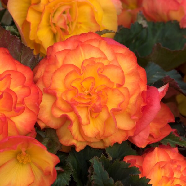 Begonia Tuberous - Non Stop - Fire F1 - Image 2