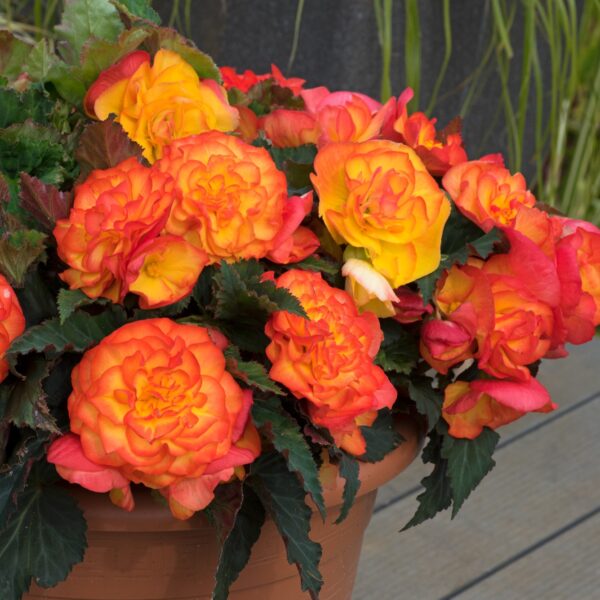 Begonia Tuberous - Non Stop - Fire F1 - Image 3