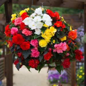 Begonia Tuberous - Non Stop - Mixed F1