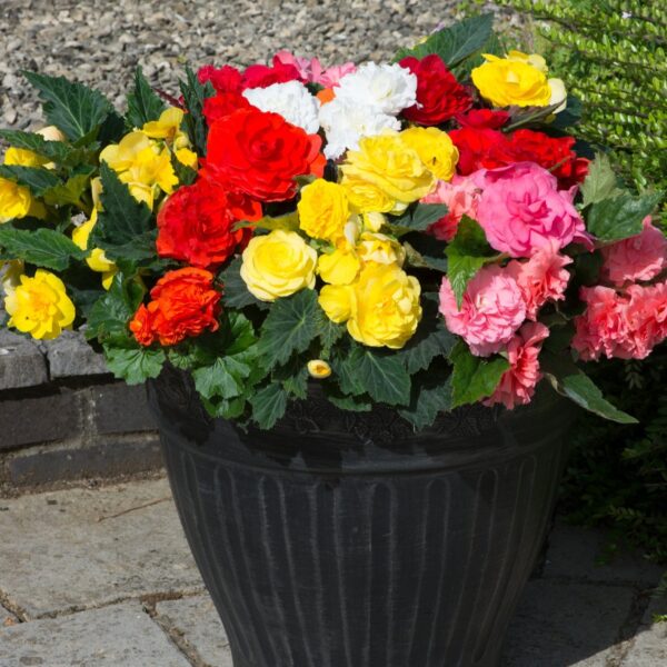 Begonia Tuberous - Non Stop - Mixed F1 - Image 2