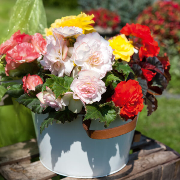 Begonia Tuberous - Non Stop - Mixed F1 - Image 3