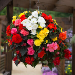 Nonstop Mixed Begonia Flowers in yellow, white, red, and pink