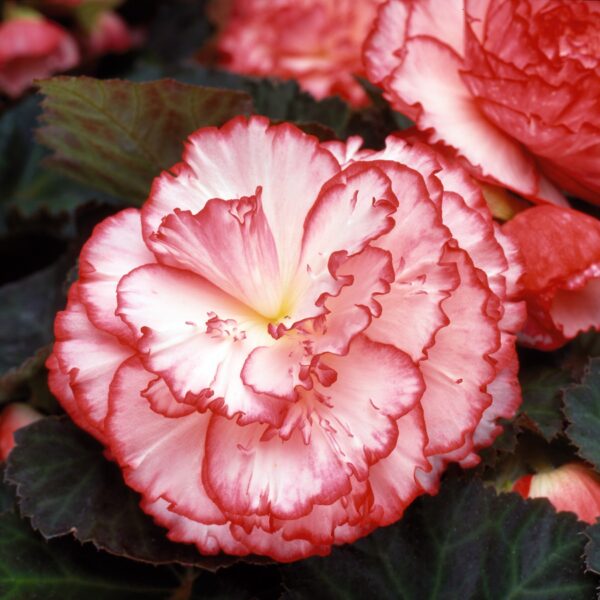 Begonia Tuberous - Non Stop - Rose Petticoat F1