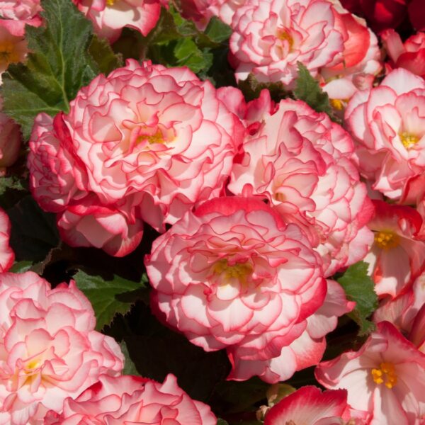 Begonia Tuberous - Non Stop - Rose Petticoat F1 - Image 2