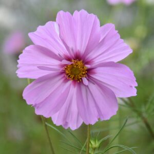 Close-up of a Cosmos flower of the Casanova Pink variety.