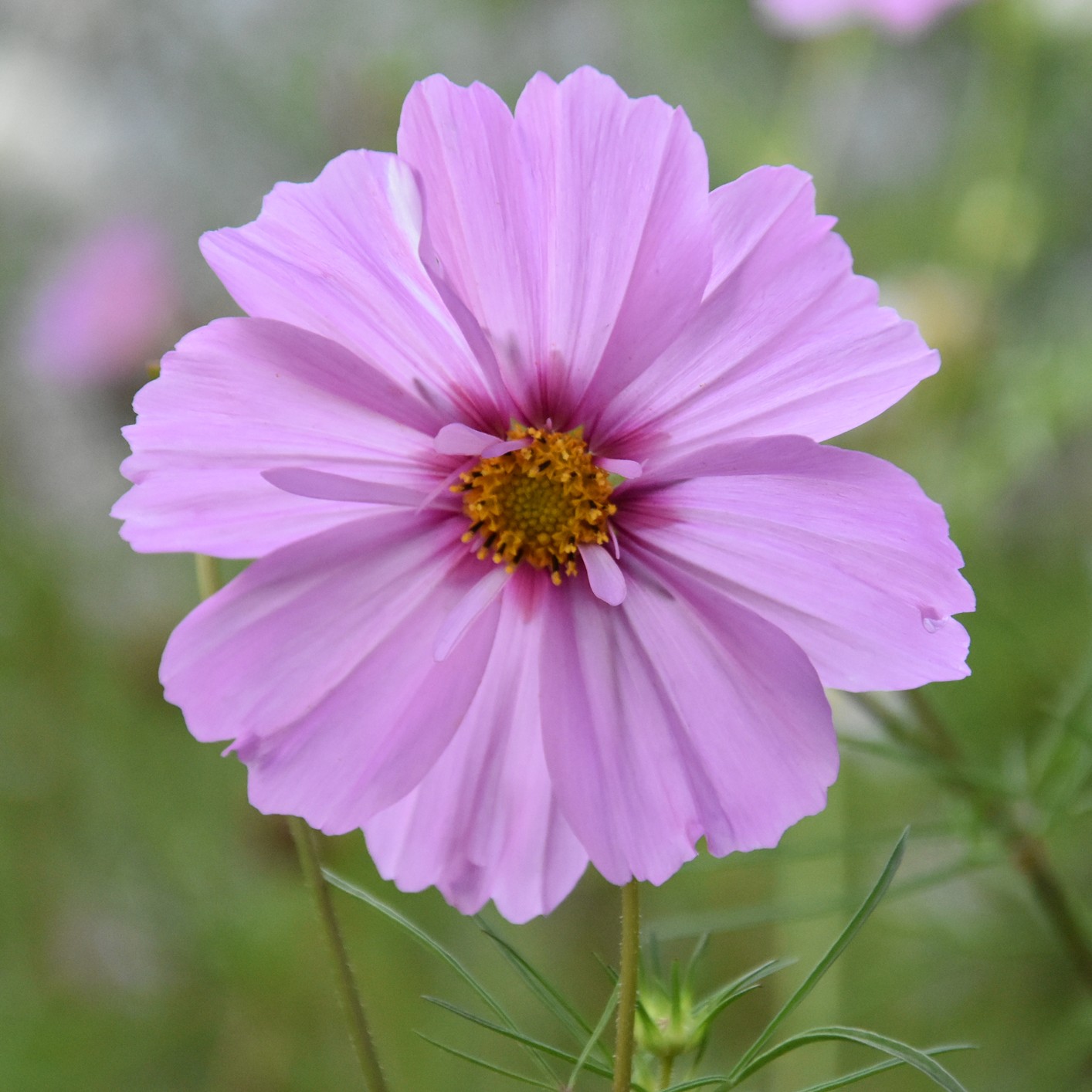 Close-up of a Cosmos flower of the Casanova Pink variety.