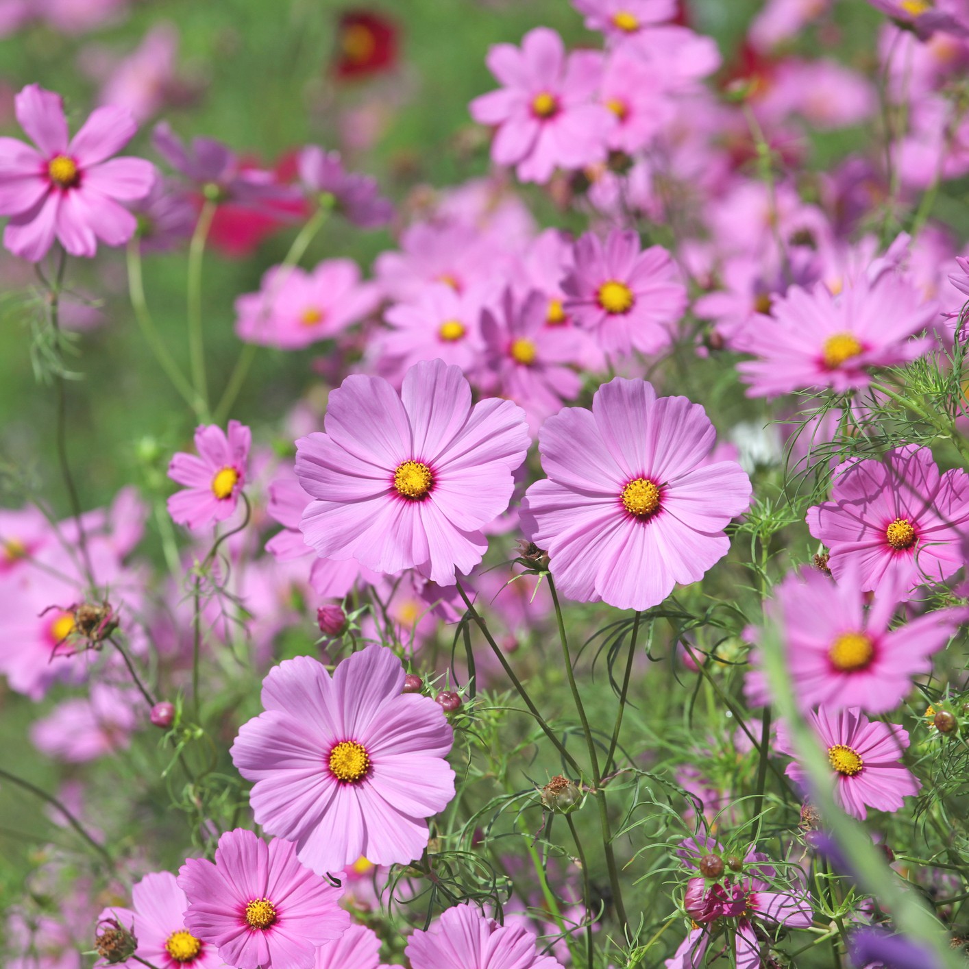 A range of Cosmos flowers of the Casanova Pink variety in a natural setting with a leafy green background.
